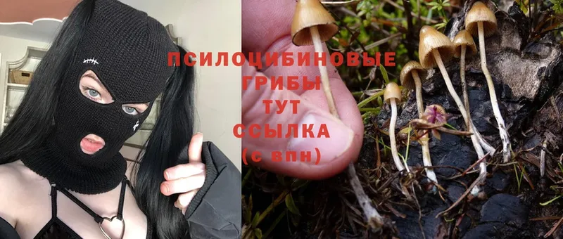 Галлюциногенные грибы Psilocybe  Глазов 